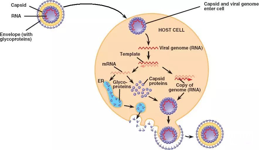 RNA病毒感染宿主细胞及复制的原理示意图