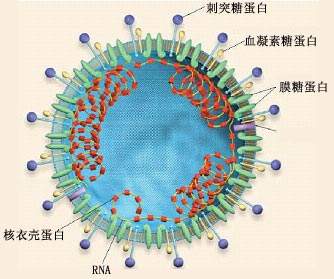 冠状病毒结构图